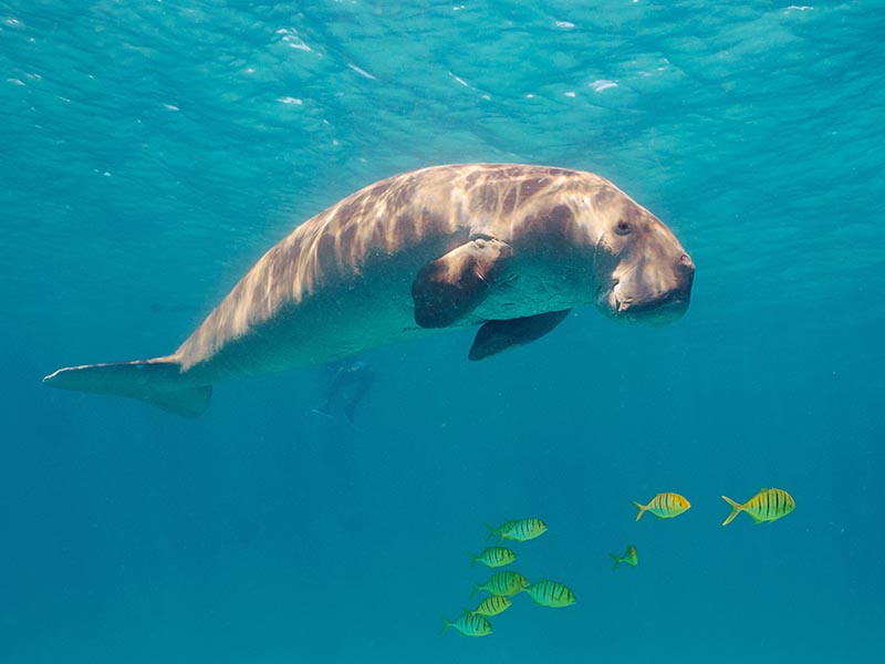 dugong-tour snorkeling with Dugongs in Busuanga Coron