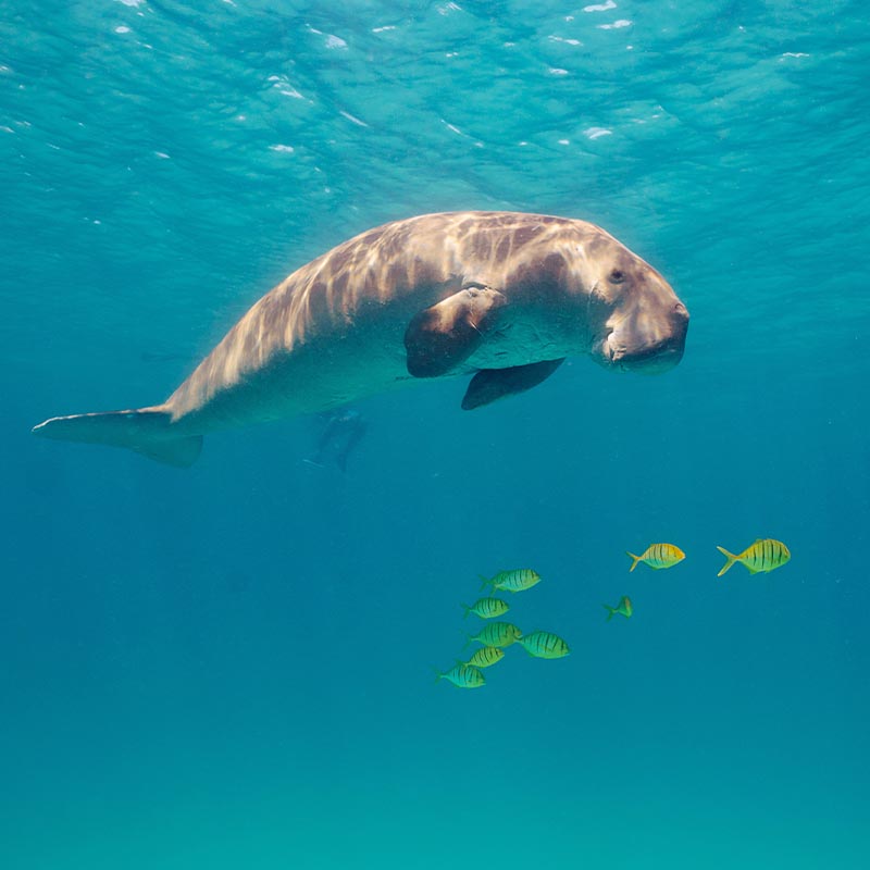 coron-busuanga-island_0096_DSC05409 diving with dugongs near coron