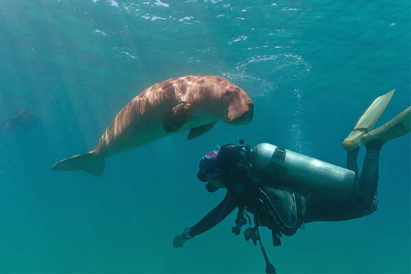 dive-sites-coron-busuanga_0010_brendaDSC05253