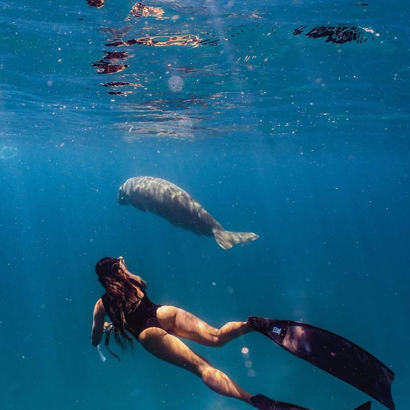 dugong_freediving freediving with dugongs