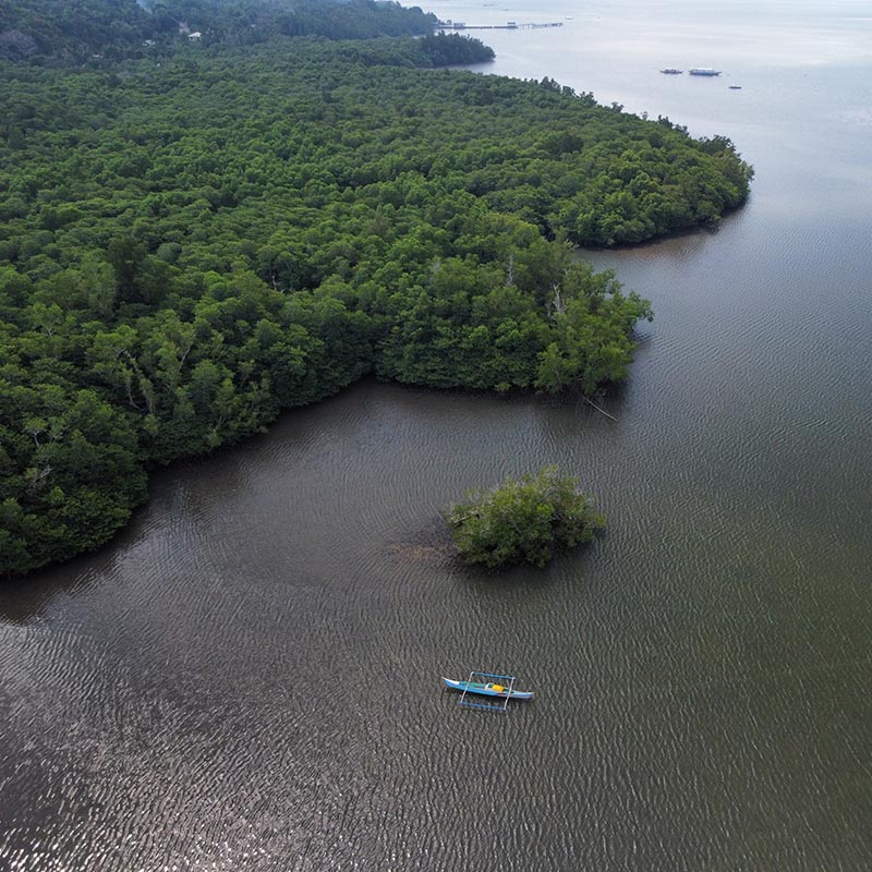 mangroves