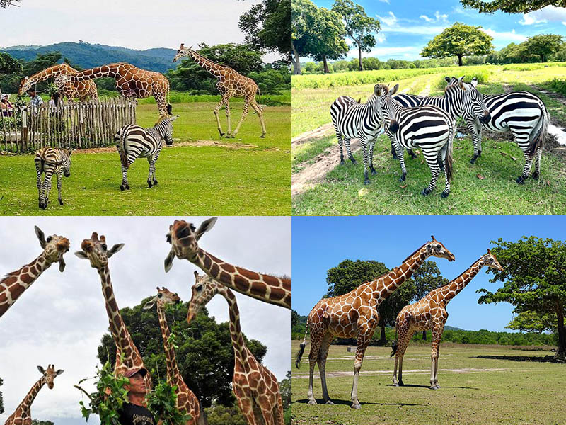 Busuanga-Coron-Calauit_Safari_Park Calauit Safari Park Coron