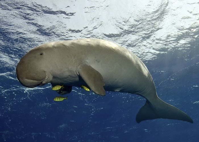 Coron-tours____0008_caption22 dugong tour coron