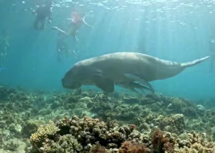 Coron-tours____0038_Screenshot 2026-08-08 at 16-19-54 Dugong-Beobachtungstour mit Schnorcheln – 2026 (verifizierte Bewer